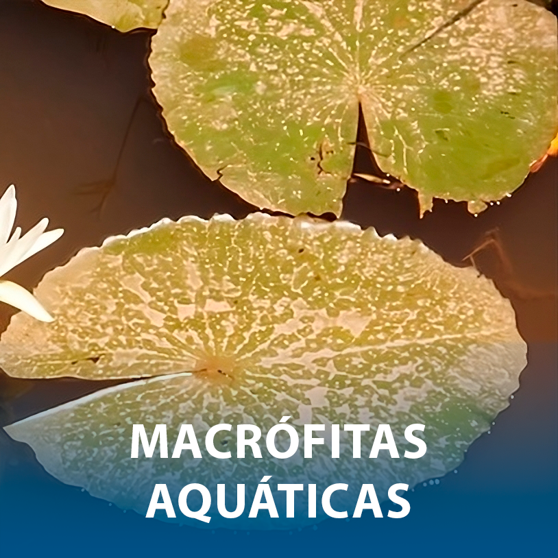 Macrófitas Aquáticas
